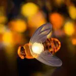 LED Outdoor Solar Lamp String Lights Fairy Holiday Christmas Party Garland Solar Garden Waterproof Linghting Bee - Image 6